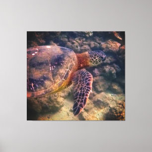 Green Sea Turtle Canvas Print