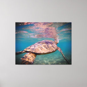 Green Sea Turtle Canvas Print