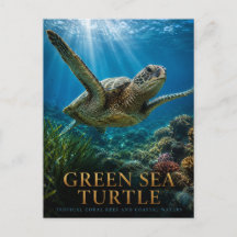 Green Sea Turtle Coral Reef ANIMALS