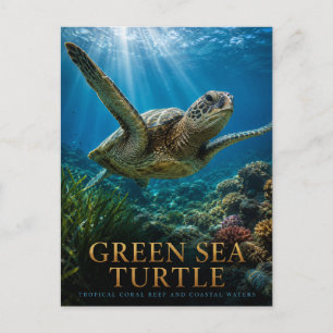 Green Sea Turtle Coral Reef ANIMALS Postcard