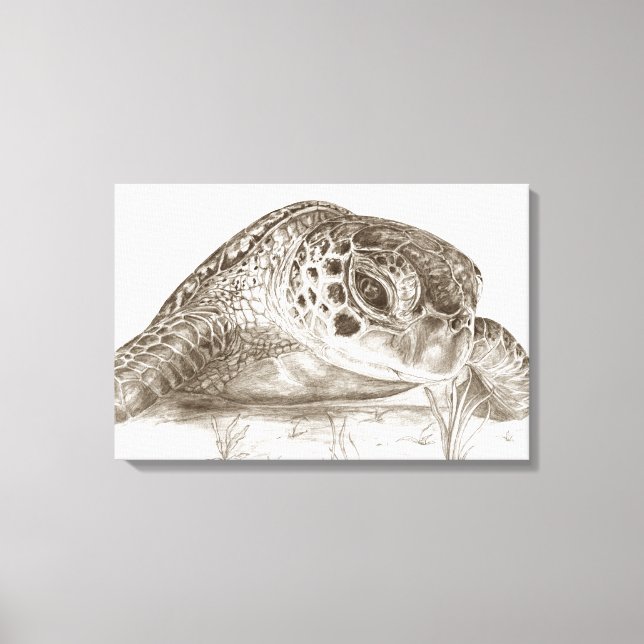 Green Sea Turtle Drawing Canvas Print (Front)