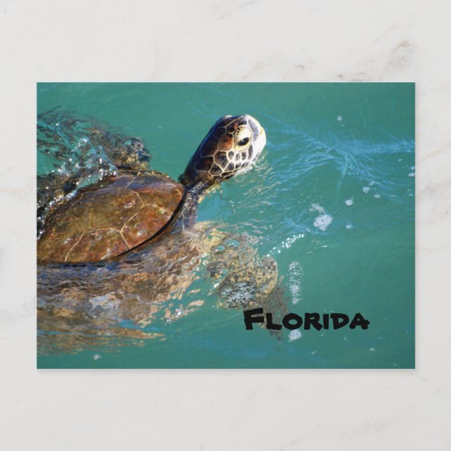 Green Sea Turtle, Florida Postcard (Front)