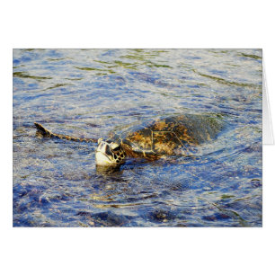 Green Sea Turtle, Hawaii, Card