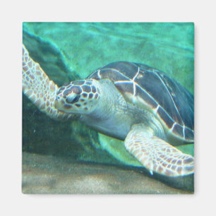 Green Sea Turtle Magnet