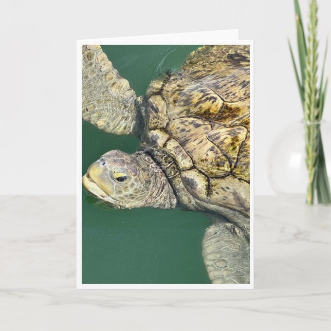 Green Sea Turtle Note Card <Blank Card> (Front)