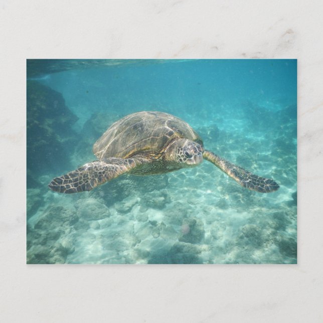 Green Sea Turtle Postcard (Front)