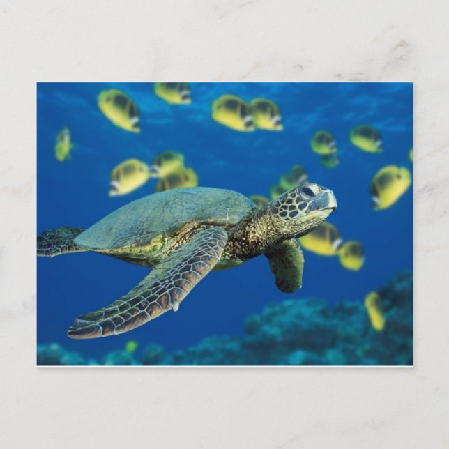 Green Sea Turtle Postcard (Front)