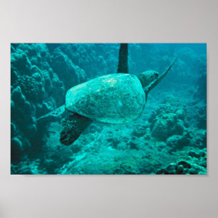Green Sea Turtle Poster