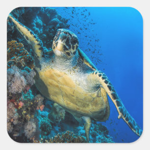 Green Sea Turtle   Red Sea Square Sticker