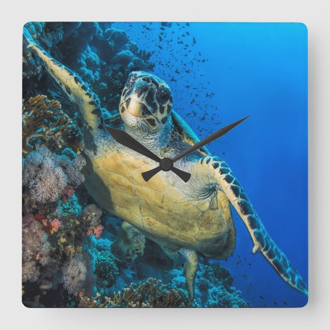 Green Sea Turtle | Red Sea Square Wall Clock (Front)