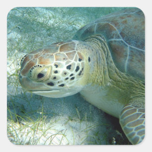 Green Sea Turtle, Sea Plants, Virgin Islands NP Square Sticker
