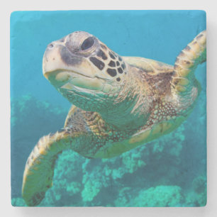 Green Sea Turtle Swimming Over Coral Reef Hawaii Stone Coaster