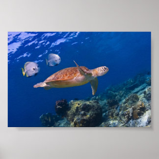Green Sea Turtle swimming with two Batfish Poster
