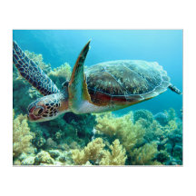 Green Sea Turtle Swims the Red Sea