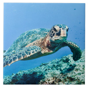 Green Sea Turtle  Tile