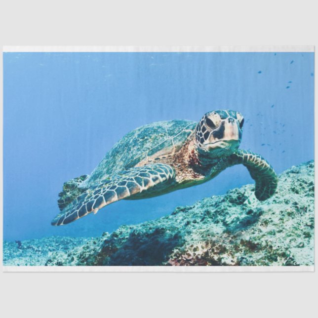 Green Sea Turtle  Tissue Paper (Front)