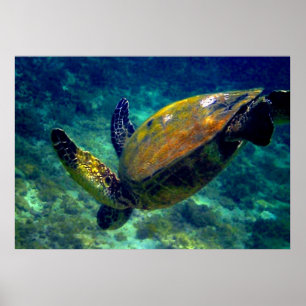 Green Sea turtles Poster