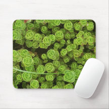 Green Sedum Garden Plant