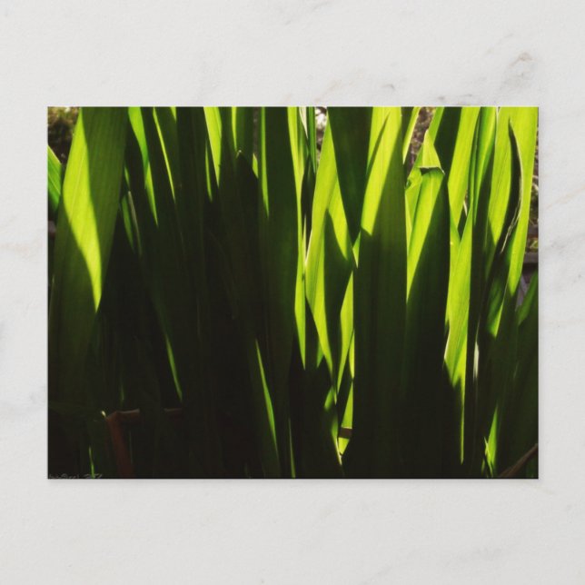 Green Shadows Leaves Postcard (Front)