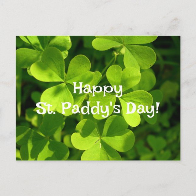 Green Shamrocks, St. Paddy's Day Postcard (Front)