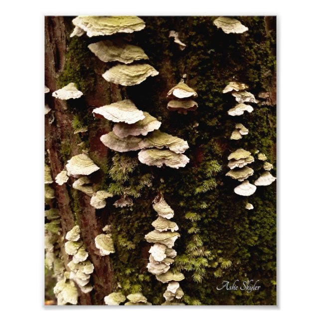 Green Shelves Photo Print (Front)