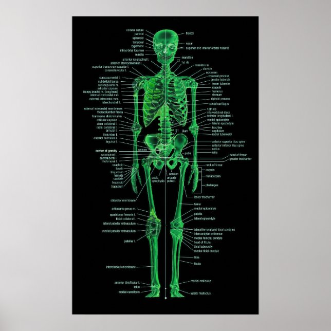 green skeleton poster (Front)