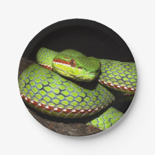 Green snake for reptile lovers paper plate