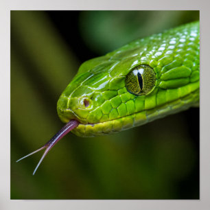 Green Snake Head Poster