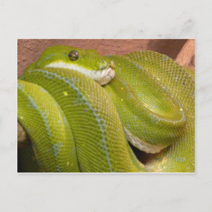 green snake postcard