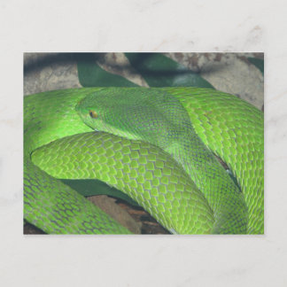 green snake postcard