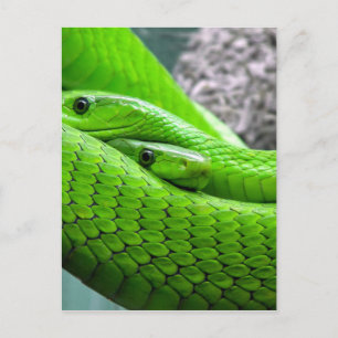 Green Snake Postcard
