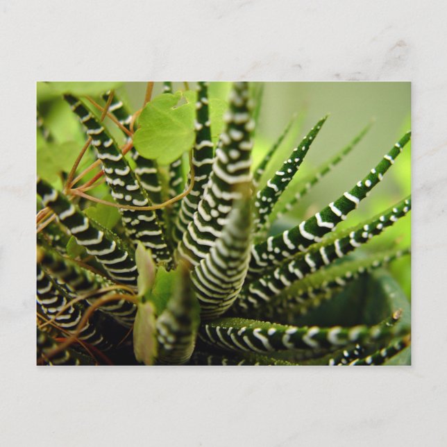 Green Spiky little striped cactus Postcard (Front)