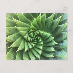 Green Spiral Aloe Polyphylla Postcard