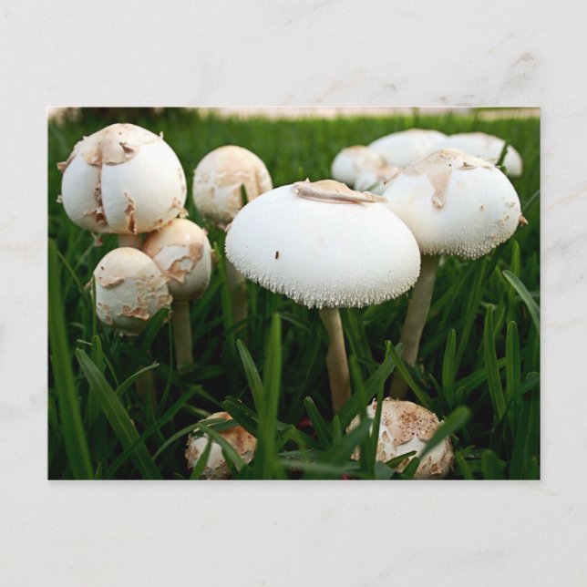 Green Spored Lepiota Postcard (Front)