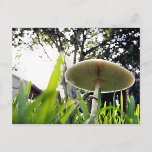 Green Spored Lepiota Postcard
