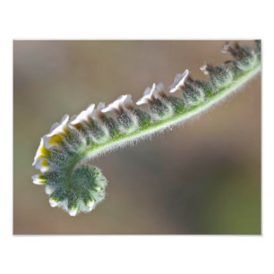 green spring time curly flower photo print