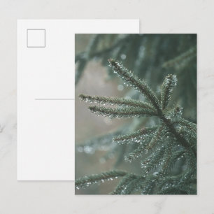 Green spruce tree close-up, Christmas aesthetic Holiday Postcard