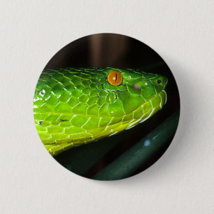 Green Stejneger's pit viper snake 6 Cm Round Badge
