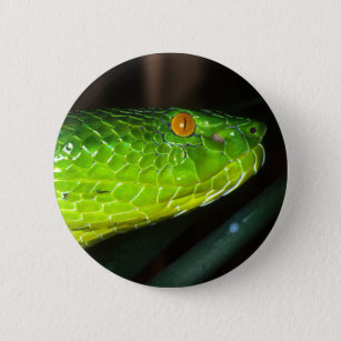 Green Stejneger's pit viper snake 6 Cm Round Badge