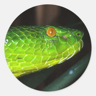 Green Stejneger's pit viper snake Classic Round Sticker