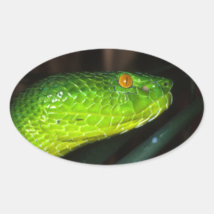 Green Stejneger's pit viper snake Oval Sticker