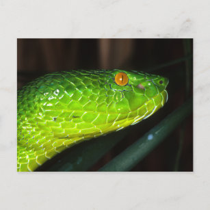 Green Stejneger's pit viper snake Postcard