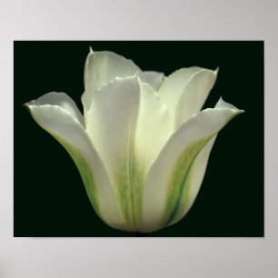 Green Striped Tulip Flower Close Up Poster