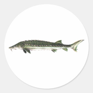 Green Sturgeon - Acipenser medirostris Classic Round Sticker