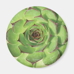 Green Succulent Cactus Spring Flower Magnet