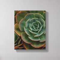 Green Succulent Flower Pattern Plant Photography