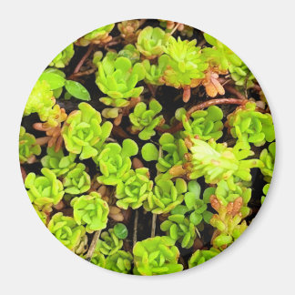 Green Succulent Flowers Magnet