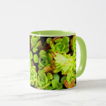 Green Succulent Flowers