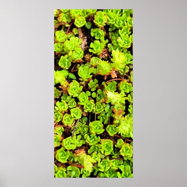 Green Succulent Flowers Poster (Front)