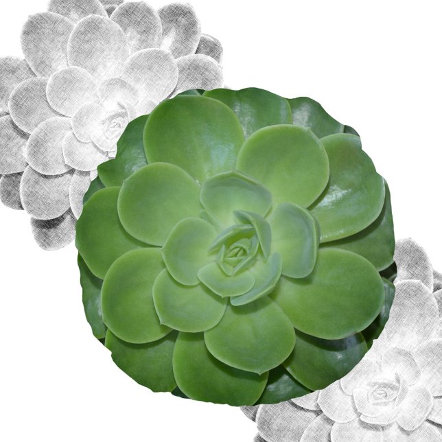 Green Succulent Photographic Botanical  Round Cushion (Creator Uploaded)